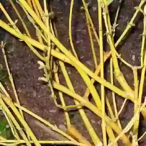 Cornus sericea Flaviramea Golden Twig Dogwood